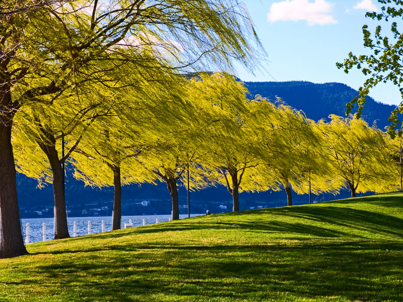 Waterfront Willows