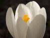 White Crocus by Donald Bryant