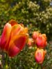 giant tulips