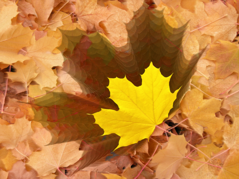 Autum Leaves