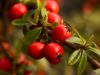 Spring Berries by Donald Bryant