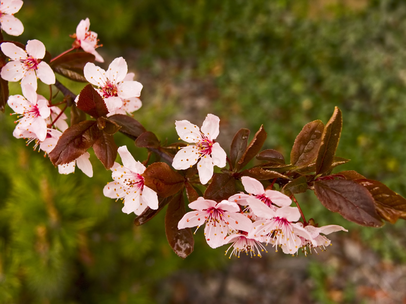 Orchard Blossoms