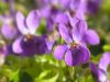 Spring Plantain by Donald Bryant