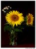 sunflowers 3 by Ricardo Rico