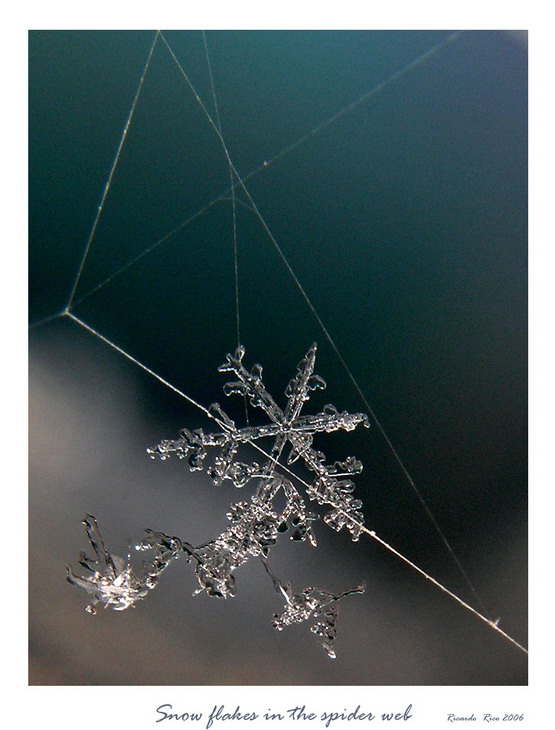 Snow flake in the spider web