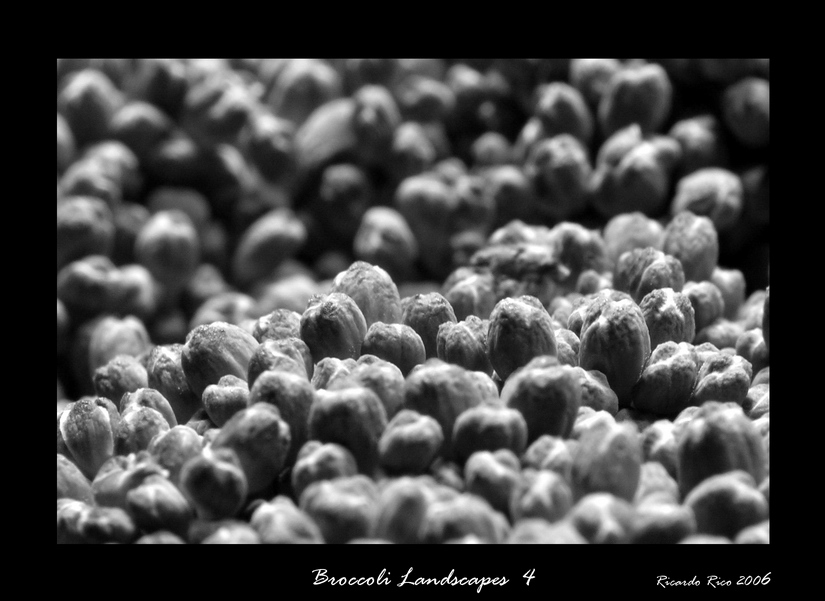 Broccoli lanscapes 4