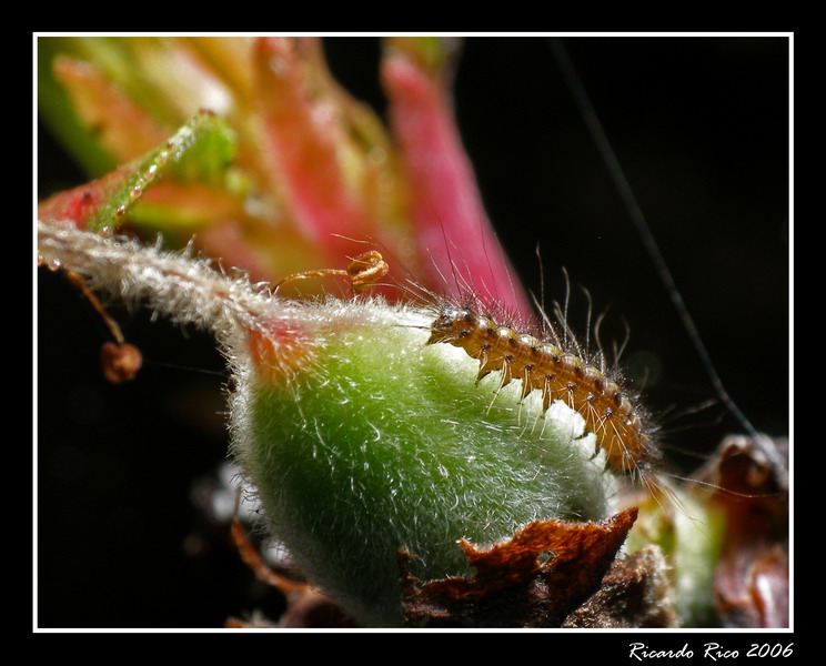 Hairy larva