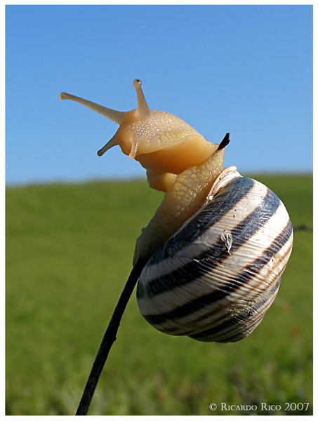 Snail in the twig