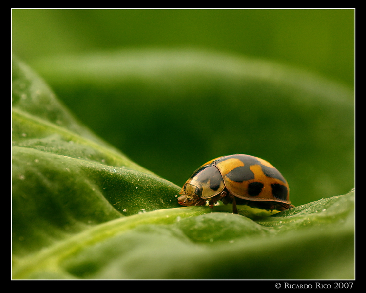 Ladybug  2