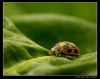 Ladybug  2 by Ricardo Rico
