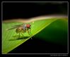 Little fly by Ricardo Rico