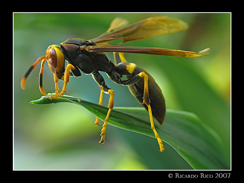 Wasp (2)