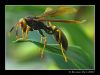 Wasp (2) by Ricardo Rico