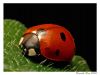 ladybug by Ricardo Rico