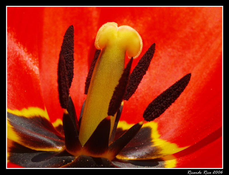 Tulip (detail)