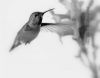 B&W Humming Bird by David Shayani