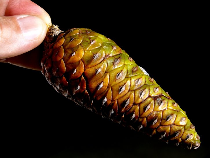 Pine Cone