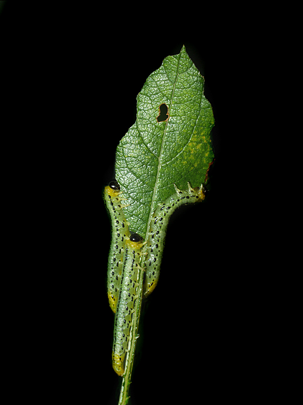 Three on a leaf