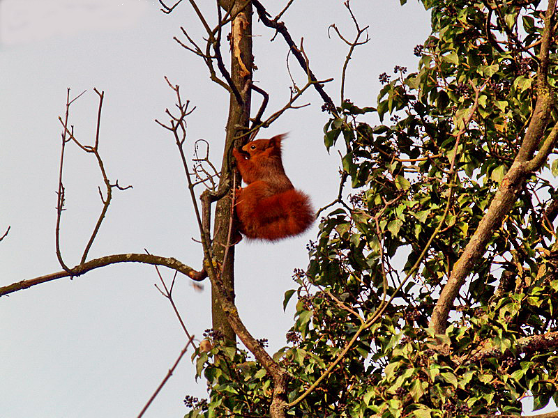 Red squirrel