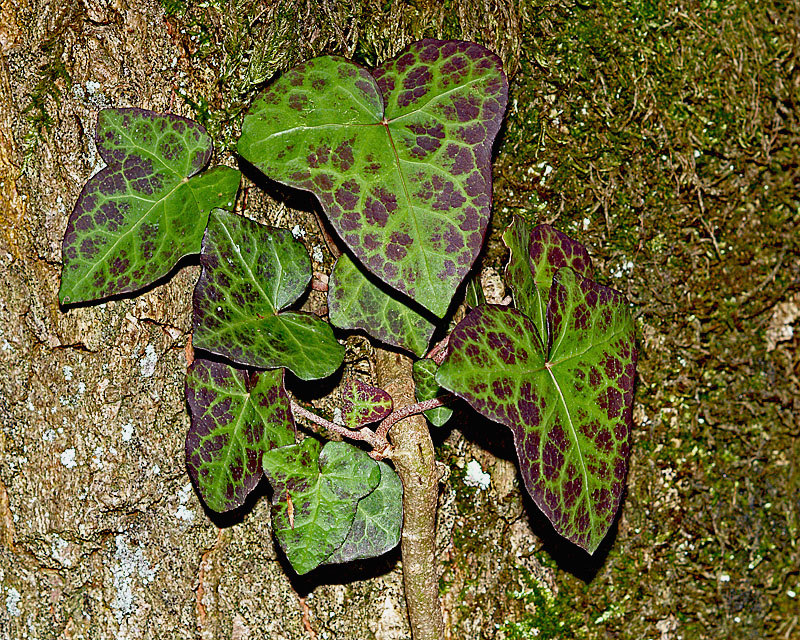 Leaves (2)