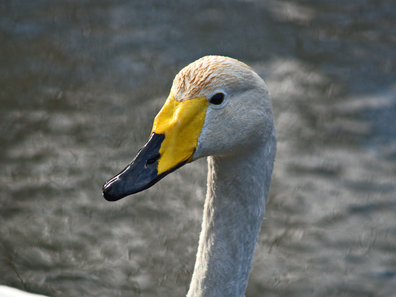 leeds castle swan