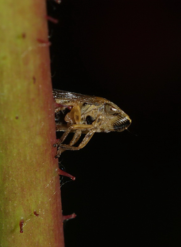 Cicadella