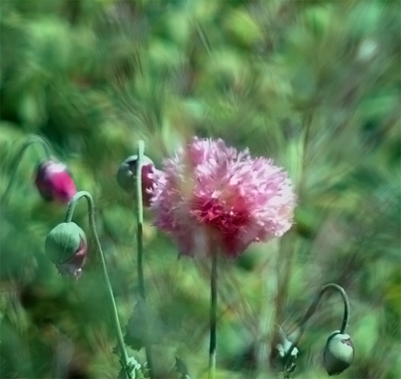 soft flower