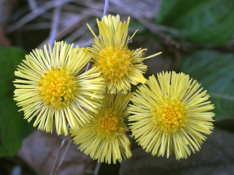 flowers