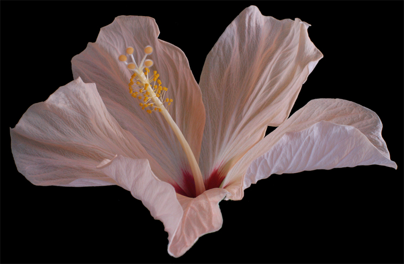 hibiscus