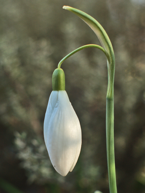 Perce neige