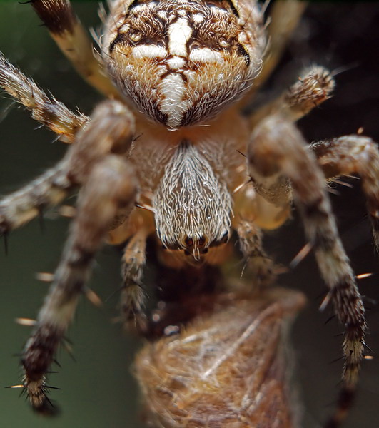 spider details