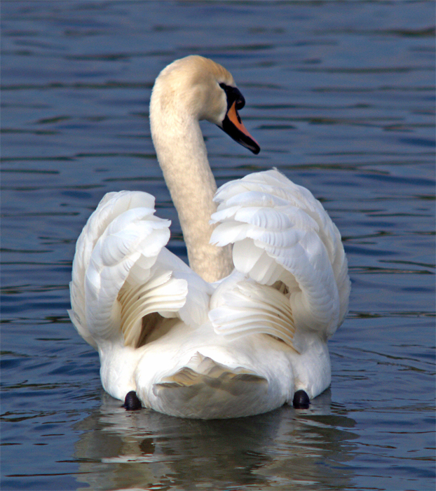 swan