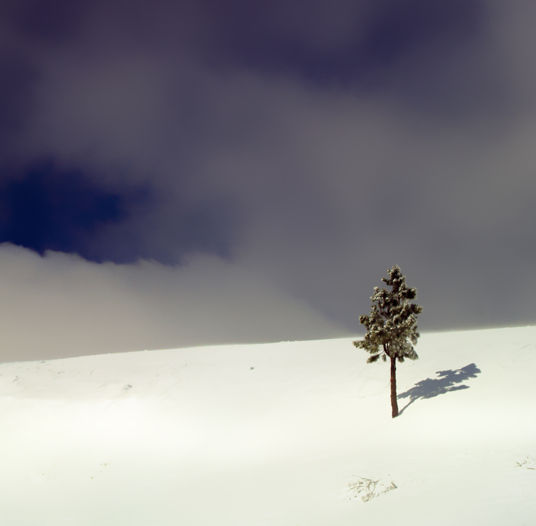 Alone in the snow