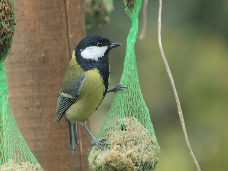 Great Tit (2)