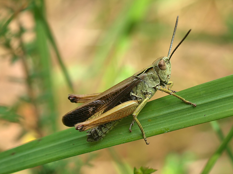 Large Marsh grashopper