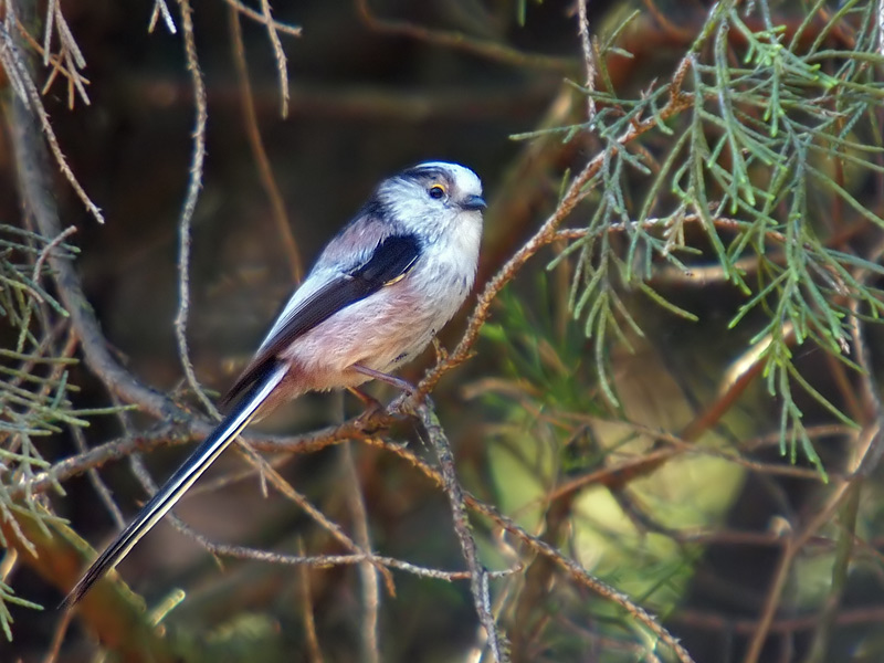 Long-Tailed Tit (2)