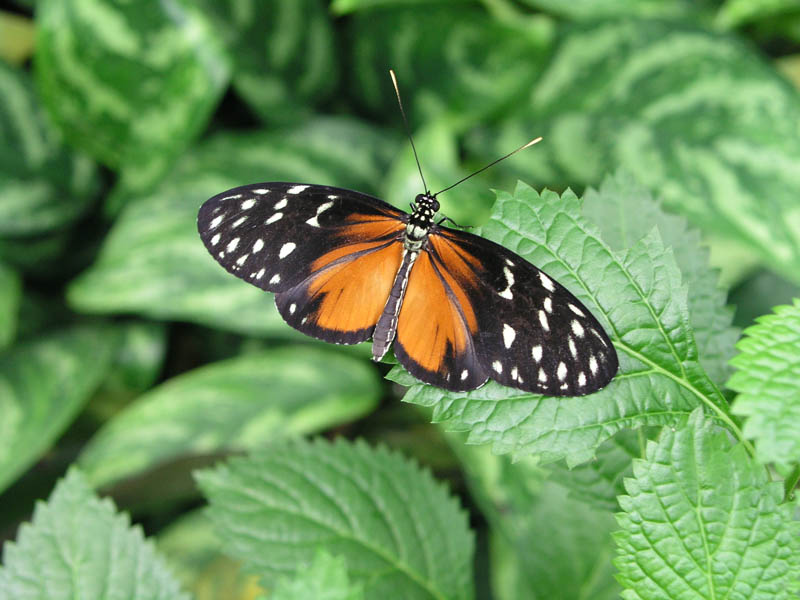 Butterfly (2)
