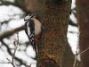 Great Spotted Woodpecker by Wim Westerhof