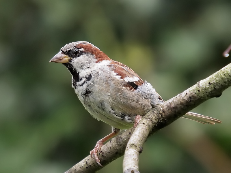 House Sparrow (3)