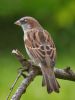House Sparrow (4) by Wim Westerhof