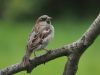 House Sparrow (5) by Wim Westerhof