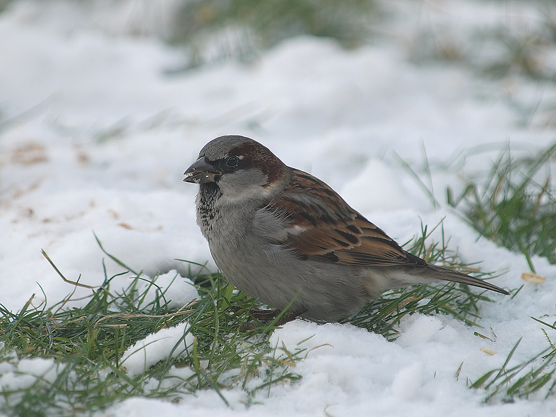 House Sparrow (2)