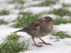 House Sparrow(female) by Wim Westerhof