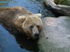 Kodiak Bear by Wim Westerhof