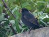 Blackbird (2) by Wim Westerhof
