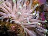 anemone by Torrey Weaver