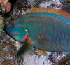 parrotfish by Torrey Weaver