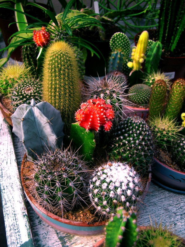 amazing cactuses
