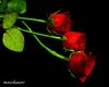 three roses by Marco Lazzeri