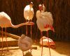 Flamingo Talk by Marco Lazzeri